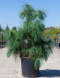 PINUS griffithii En pot de 15-20 litres