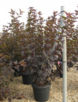 PHYSOCARPUS opulifolius DIABOLO En pot de 25-30 litres
