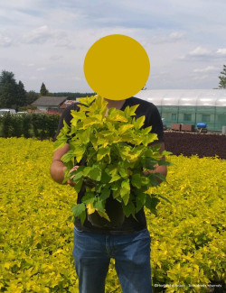 PHYSOCARPUS opulifolius ANGEL GOLD En pot de 4-5 litres