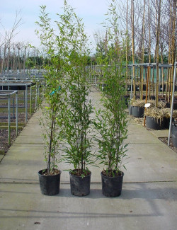 PHYLLOSTACHYS NIGRA En pot de 10-12 litres hauteur 100-150 cm