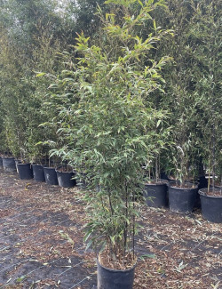 PHYLLOSTACHYS NIGRA En pot de 15-20 litres hauteur 150-200 cm