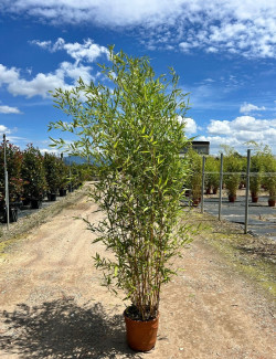 PHYLLOSTACHYS aureosulcata AUREOCAULIS En pot de 15-20 litres hauteur 150-200 cm