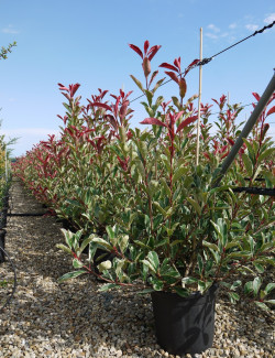 PHOTINIA fraseri PINK MARBLE En pot de 25-30 litres