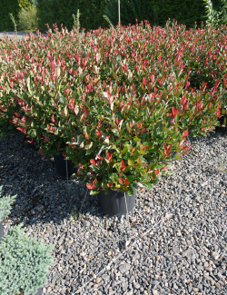 PHOTINIA fraseri LITTLE RED ROBIN En pot de 15-20 litres