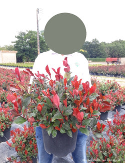 PHOTINIA fraseri LITTLE RED ROBIN En pot de 10-12 litres
