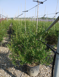 PHILLYREA angustifolia En pot de 15-20 litres