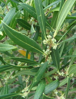 PHILLYREA angustifolia