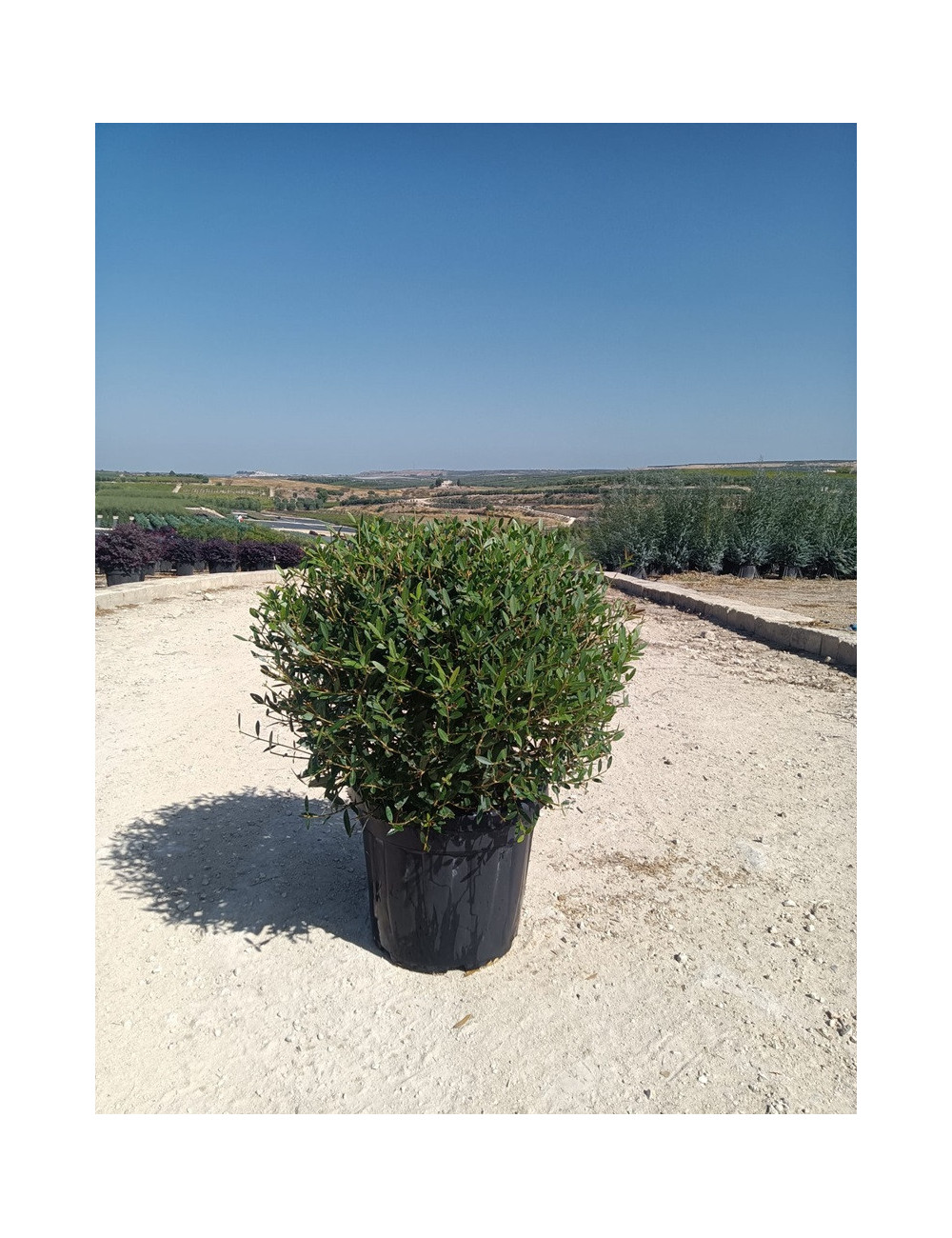 PHILLYREA angustifolia En pot forme boule