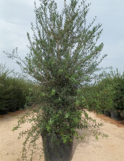 PHILLYREA angustifolia En pot de 70-90 litres