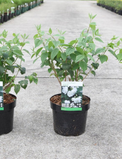 PHILADELPHUS virginalis En pot de 3-4 litres