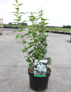 PHILADELPHUS SNOWBELLE En pot de 4-5 litres