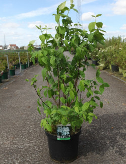 PHILADELPHUS coronarius En pot de 10-12 litres