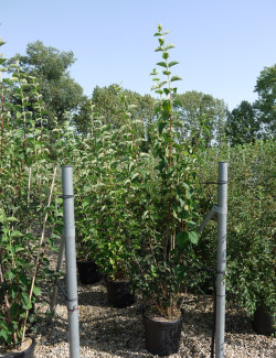 PHILADELPHUS coronarius En pot de 25-30 litres