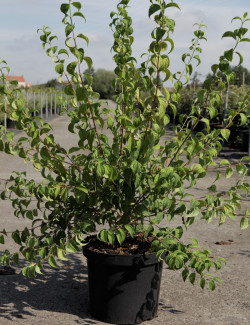 PHILADELPHUS BELLE ETOILE En pot de 10-12 litres