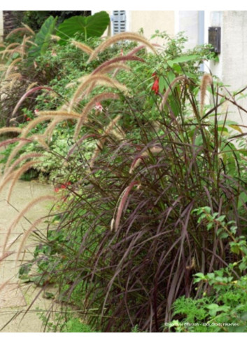 PENNISETUM setaceum RUBRUM