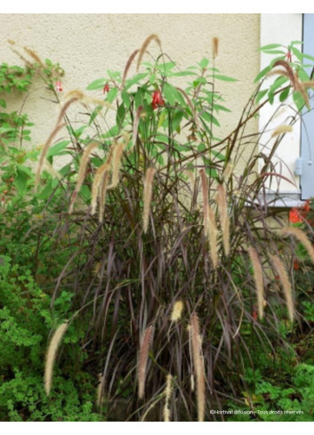 PENNISETUM setaceum RUBRUM