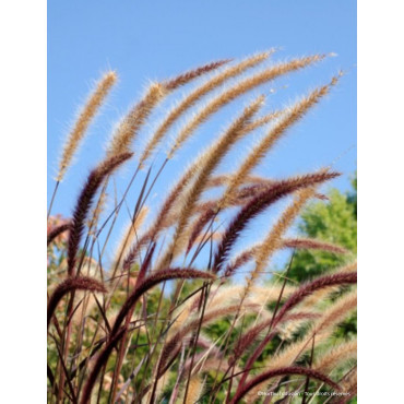 PENNISETUM setaceum RUBRUM