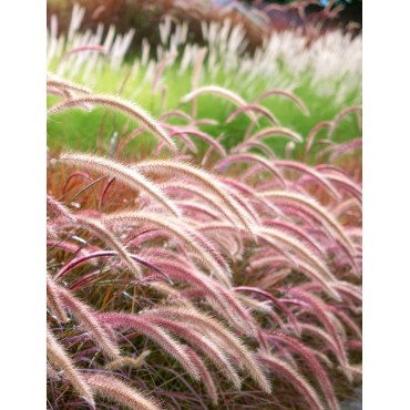 PENNISETUM setaceum RUBRUM