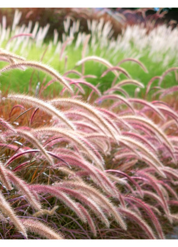 PENNISETUM setaceum RUBRUM