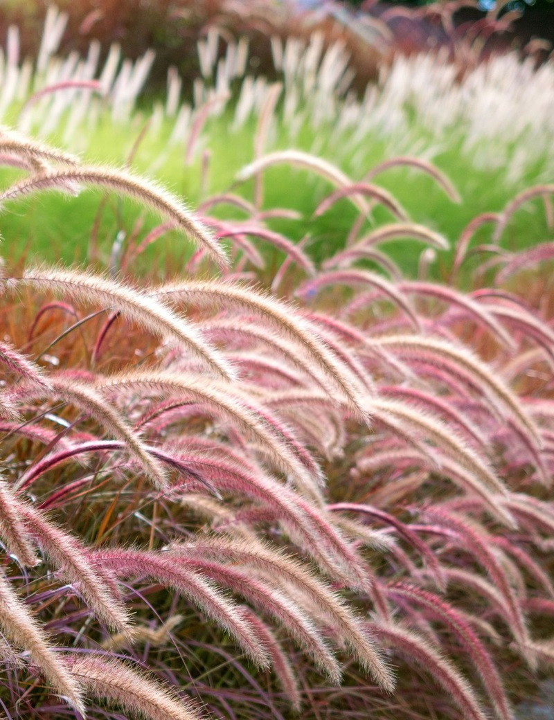 PENNISETUM setaceum RUBRUM