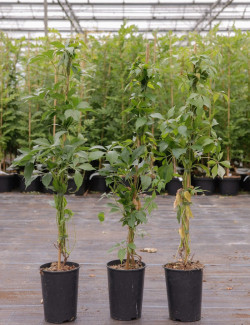 PARTHENOCISSUS quinquefolia ENGELMANNII En pot de 4-5 litres