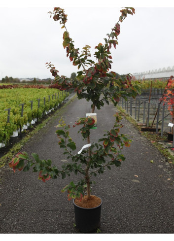 PARROTIA persica En pot de 15-20 litres