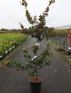 PARROTIA persica En pot de 15-20 litres