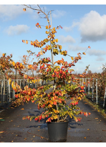 PARROTIA persica En pot de 25-30 litres