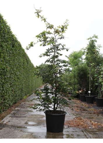 PARROTIA persica En pot de 50-70 litres