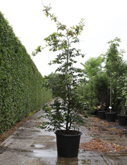 PARROTIA persica En pot de 50-70 litres