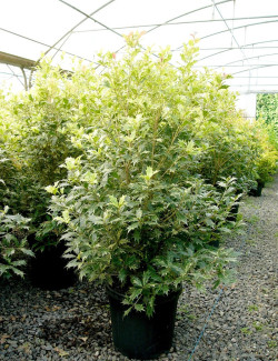 OSMANTHUS heterophyllus TRICOLOR ou GOSHIKI En pot de 15-20 litres