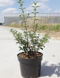 OSMANTHUS burkwoodii En pot de 4-5 litres