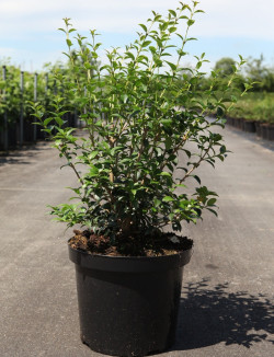 OSMANTHUS burkwoodii En pot de 7-10 litres