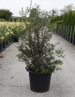 OSMANTHUS burkwoodii En pot de 35-50 litres