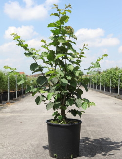 NOISETIER MERVEILLE DE BOLWILLER En pot de 7-10 litres buisson hauteur 060-080 cm