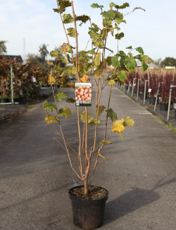 NOISETIER MERVEILLE DE BOLWILLER En pot de 10-12 litres buisson hauteur 080-100 cm
