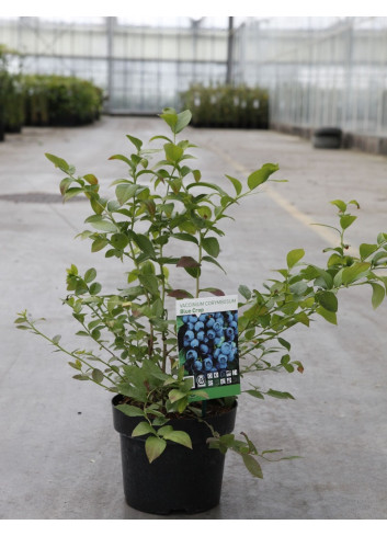 MYRTILLE DES JARDINS BLUE CROP En pot de 10-12 litres