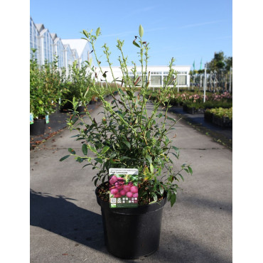 MYRTILLE DES JARDINS PINK LEMONADE En pot de 10-12 litres