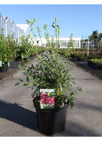 MYRTILLE DES JARDINS PINK LEMONADE En pot de 10-12 litres