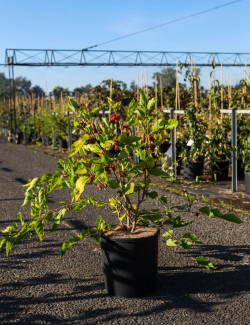 MORUS rotundiloba MOJO BERRY En pot de 12-15 litres