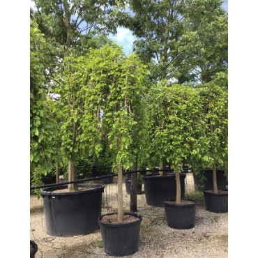 MORUS alba PENDULA En pot de 70-90 litres forme tige hauteur du tronc 180-200 cm