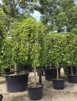 MORUS alba PENDULA En pot de 70-90 litres tige hauteur du tronc 190-210 cm