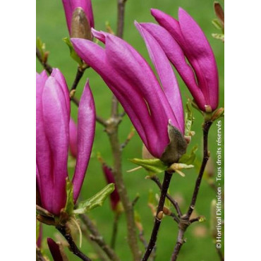 MAGNOLIA SUSAN