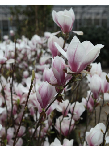 MAGNOLIA soulangeana