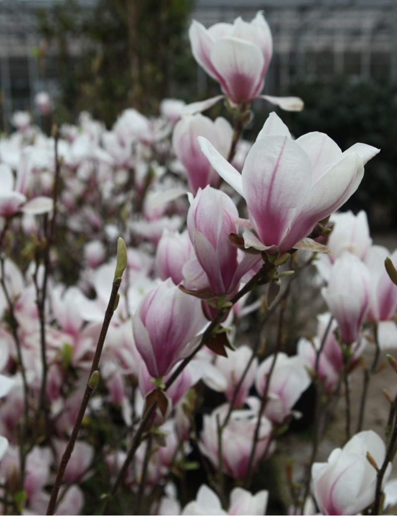 MAGNOLIA soulangeana