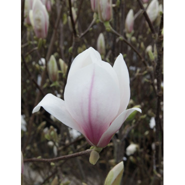 MAGNOLIA soulangeana