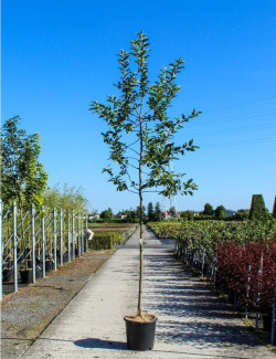 MAGNOLIA kobus En pot de 30-35 litres forme tige hauteur du tronc 180-200 cm