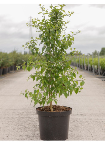 MACLURA pomifera En pot de 10-12 litres