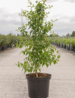 MACLURA pomifera En pot de 10-12 litres