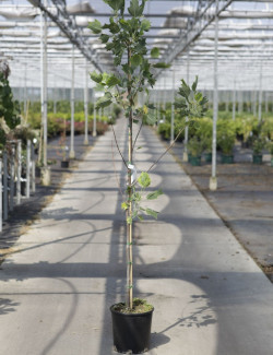 LIRIODENDRON tulipifera AUREOMARGINATUM En pot de 15-20 litres forme baliveau